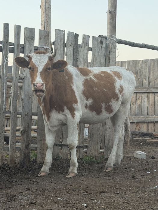 Тез арада Срочно продам первотелку и нетелей