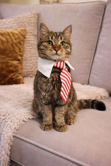 Кот в лучшую семью