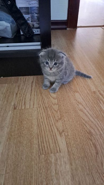 Продаются котята вислоухие. Возраст 2 месяца.