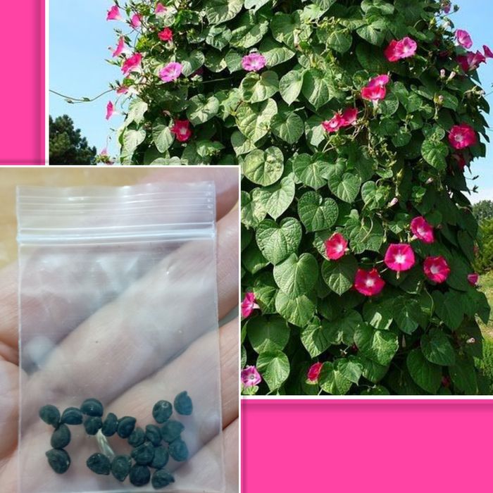 Семена перец острый