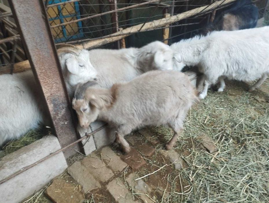 Заанен ешкілері лақтарымен