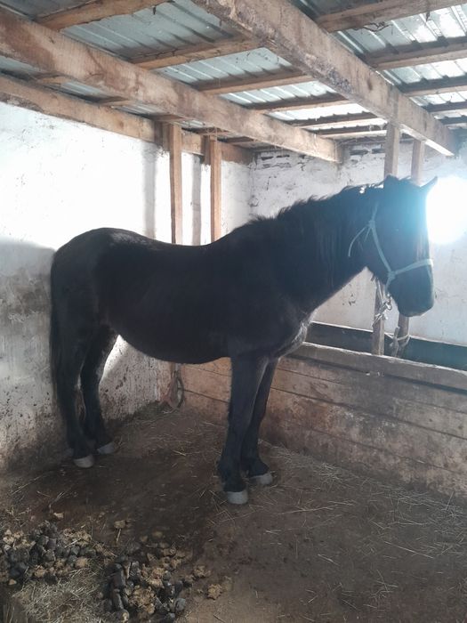 Айгыр , Жеребец продам