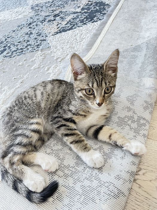 Отдам котенка в добрые руки