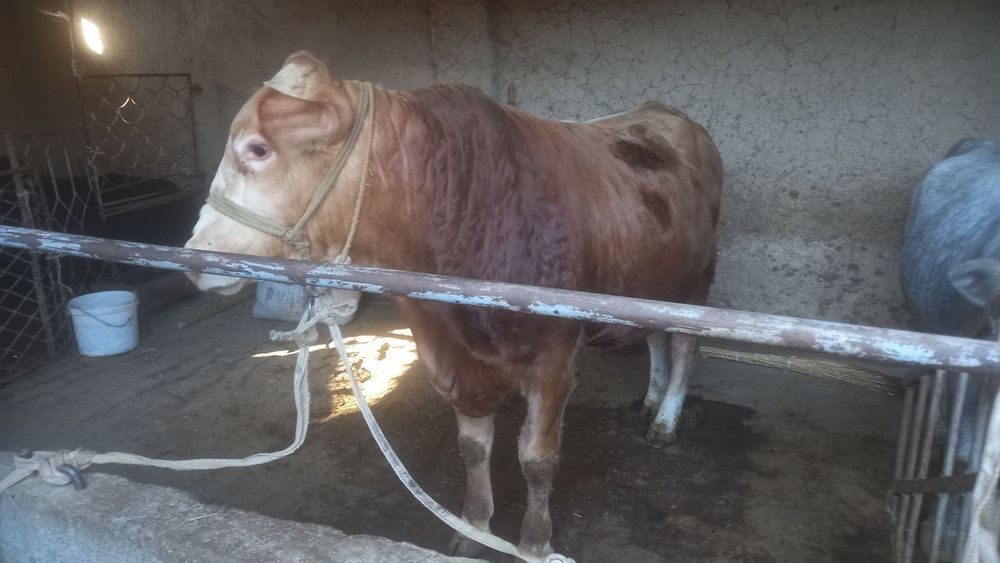 Бука сотилади гибрид лимузин