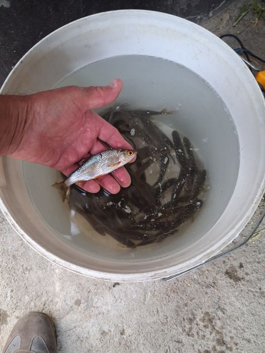 Живец для зимней рыбалки.