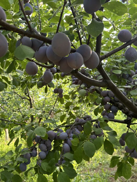 Vand prune centenar