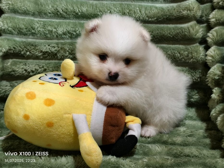 Щенки померанского шпица.