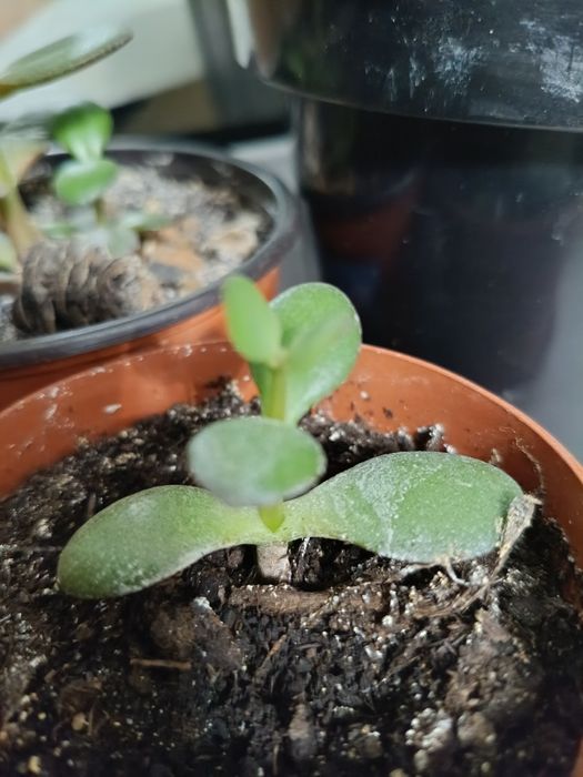 Толстянка (денежное дерево)