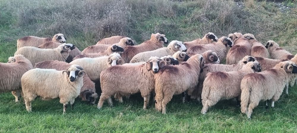 Berbeci brezi de vanzare