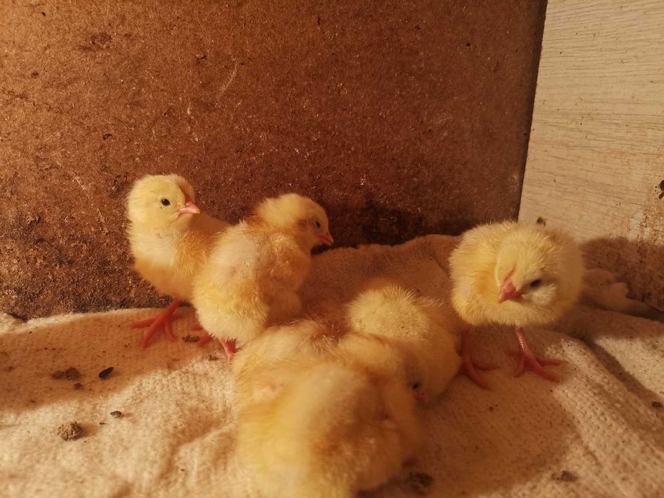 продам цыплят леггорн стандарт