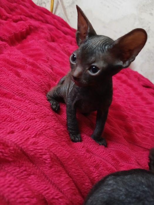 Продам котят сфинкс.  Браш.