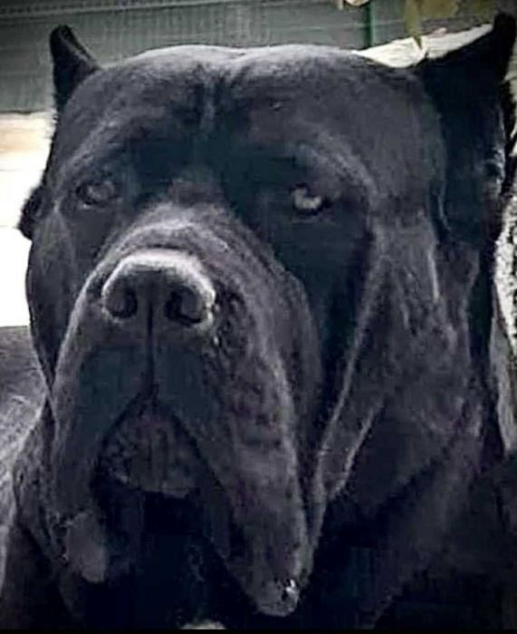 Кане Корсо 7.11.2025г. Момичета !