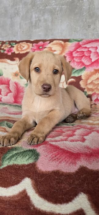 Эксклюзив!чистокровный щенок лабрадора (Red nose)