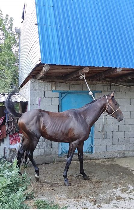 Жапон орыс әйелі секс