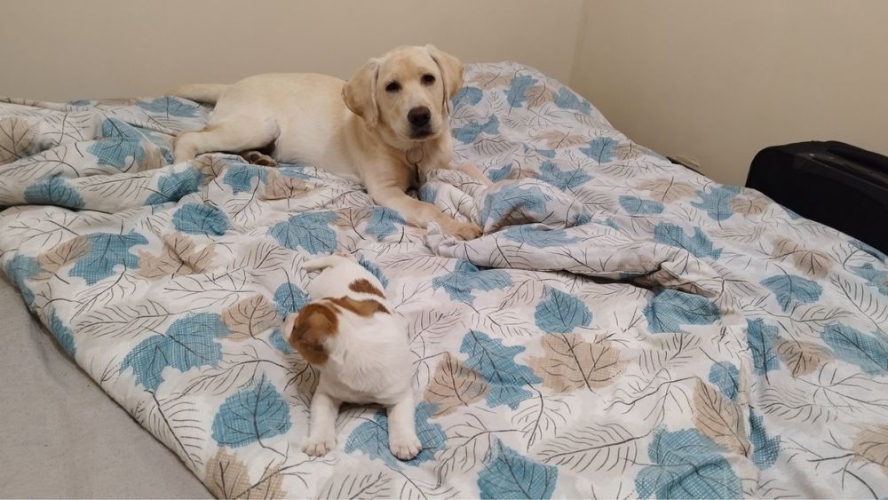 Лабрадор ретривър