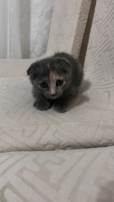 Котенок шотландский вислоух