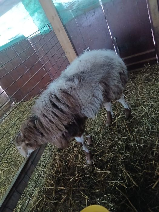 Отличный кошкар-производитель