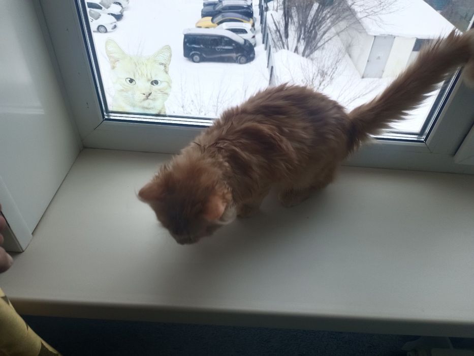 Кот рыжий кострирован