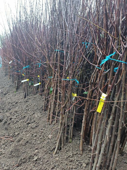 Vand puieti de pomi fructiferi altoiti anul 3 mari