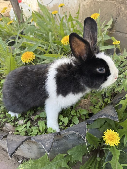 Кролик домашний (с клеткой)