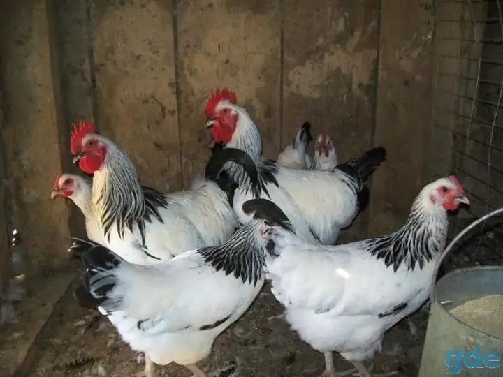 Тухум Адлерский Серебристый товуқларни инкубацион тухумлари