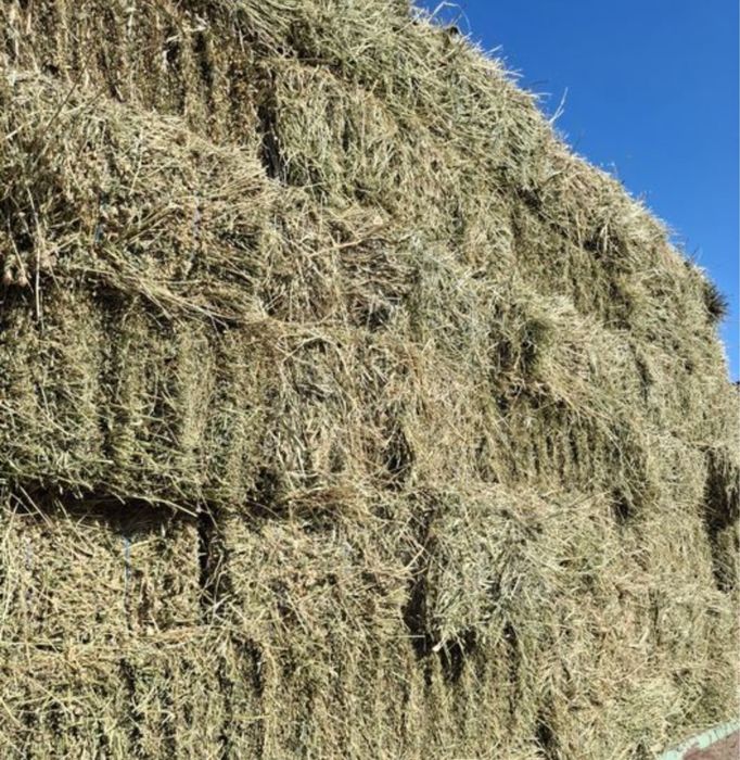 Baloti rotunzi si mici an 2025! Schimb cu berbecuți!