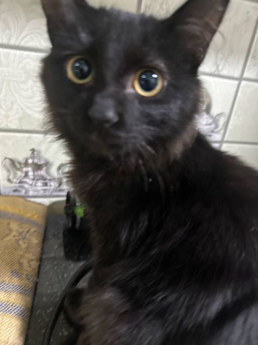 Черный кот. Домашний, питается кормом