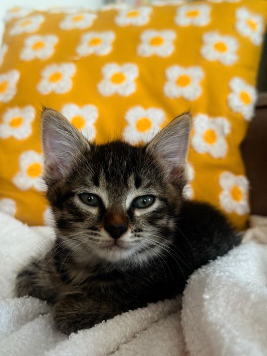 Мальчик котенок ищет семью
