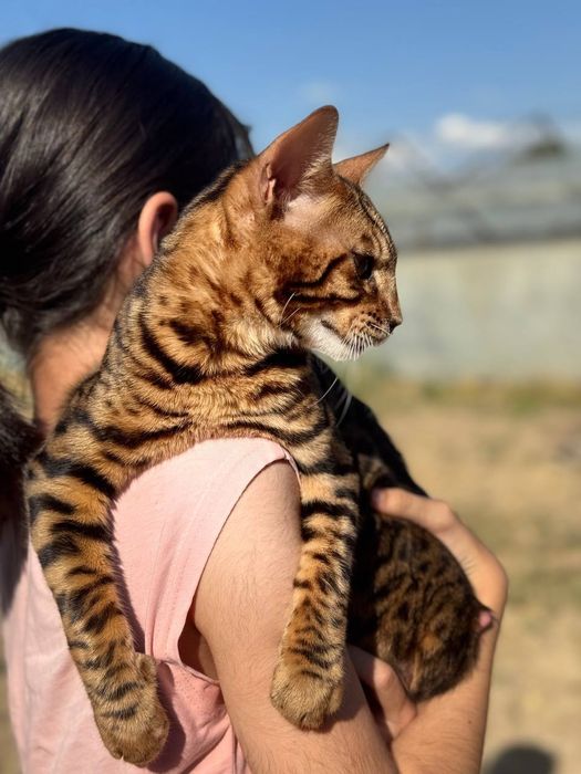 Koralevski bengal ogil bola