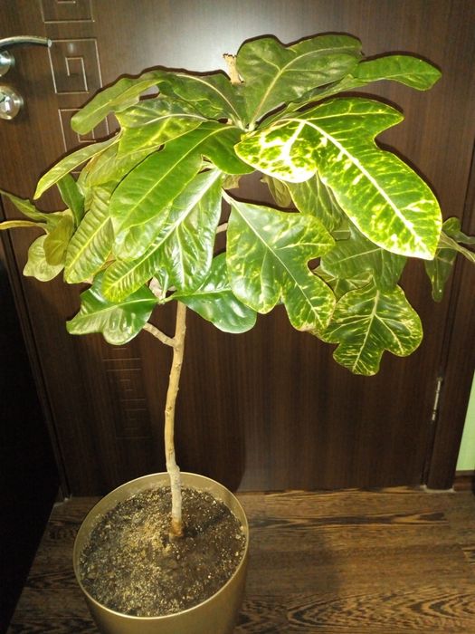 Традесканция,кротон,драцена фраганс,кливия,сенсевиера,красула,хибискус