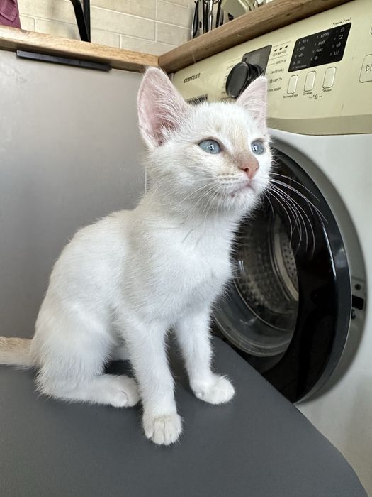 Отдам котенка бесплатно