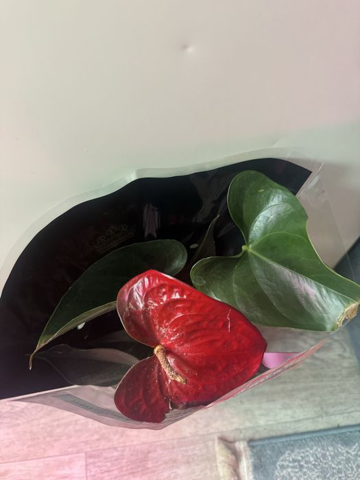 Бегонии 2000 тг