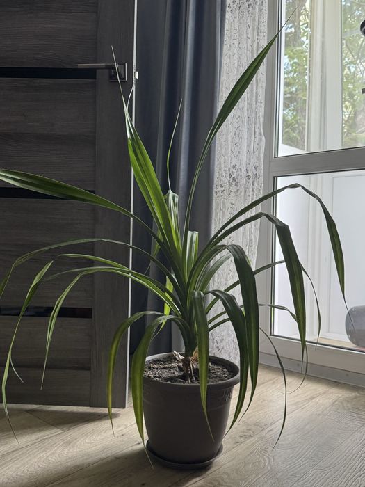 Пандан, 100 см с горшком