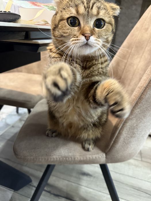 Отдам шотландскую кошку