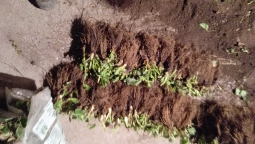 Разсад за ягоди подбрани сортовеотгледани с като био ягоди  6 сорта