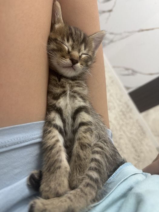 Отдам котят в добрые руки