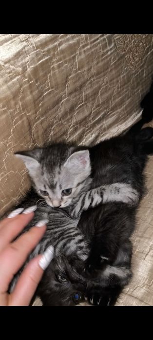 Срочно отдаём котят в добрые руки