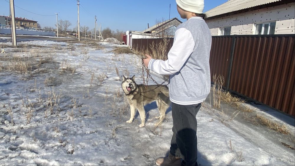 Порода сибирский хаски продаётся
