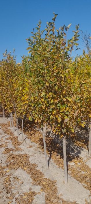 Ormonda chayqalayotganim fotosurati