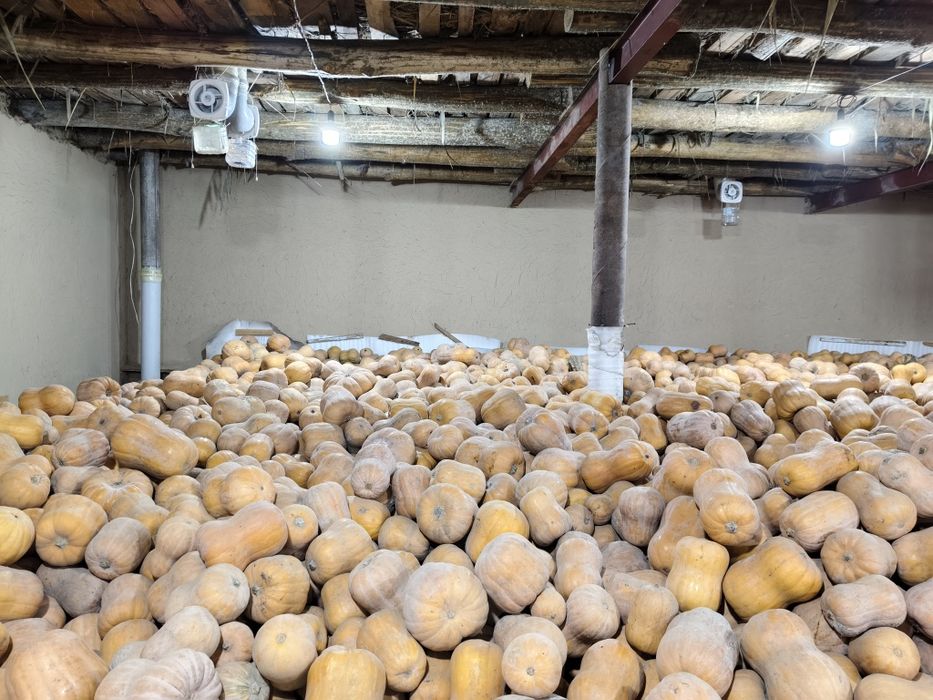 Ошкоак кади Oshqovoq Kadi yaponka