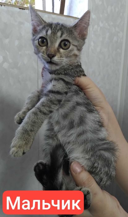 продаются котята