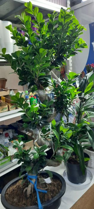 Комнатные растения