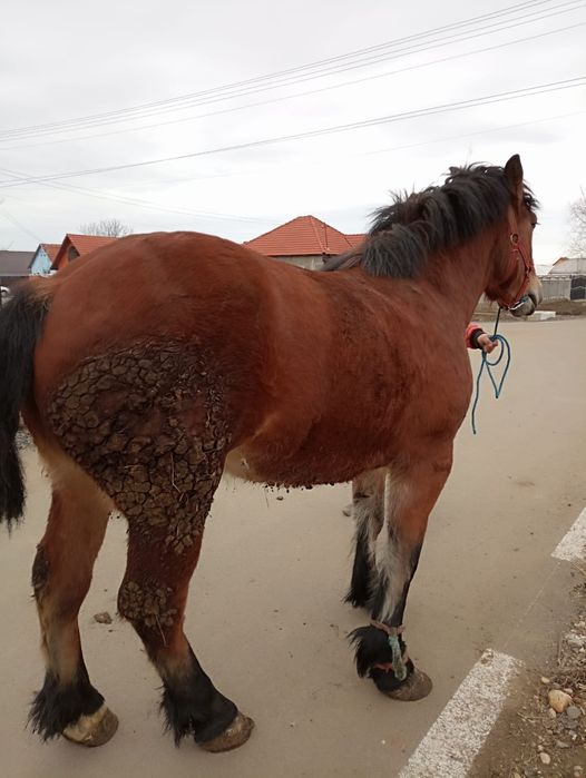 Vând manza de 2 jumate