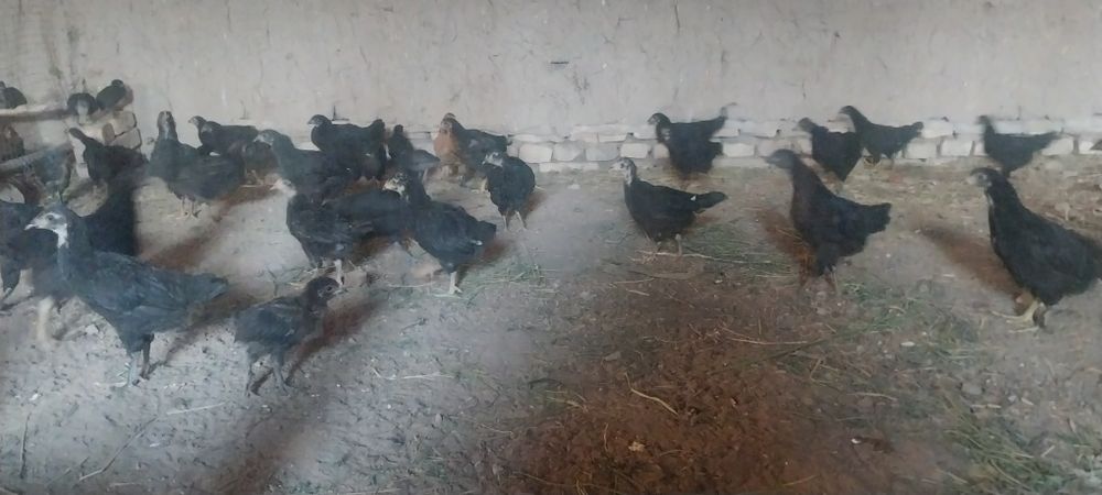 Кора шахзода жужалари