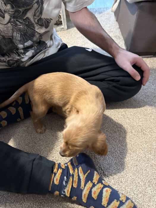 Кокер шпаньол мъжки