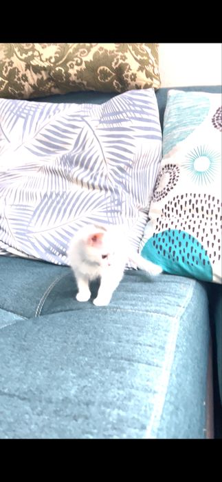 Отдам белого котенка
