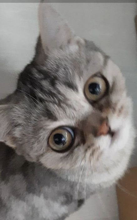 Продам кошечку британской породы ,