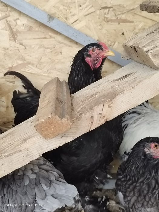 Брама молодые петухи