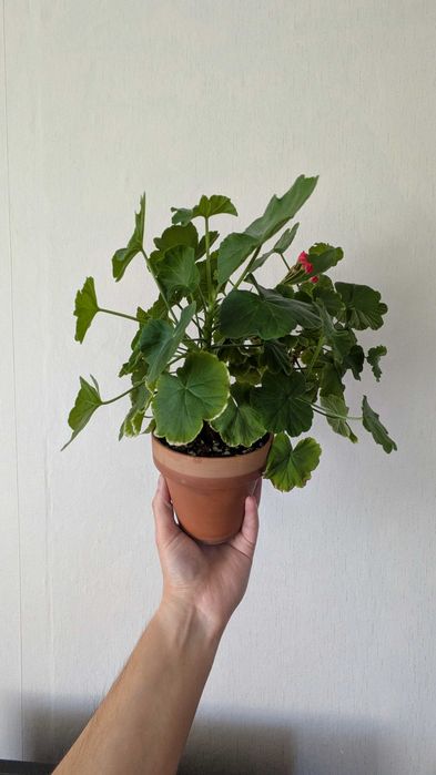 Герань (пеларгония)