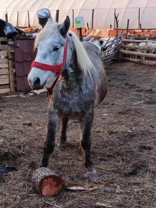 Vând un mânz și o mânză